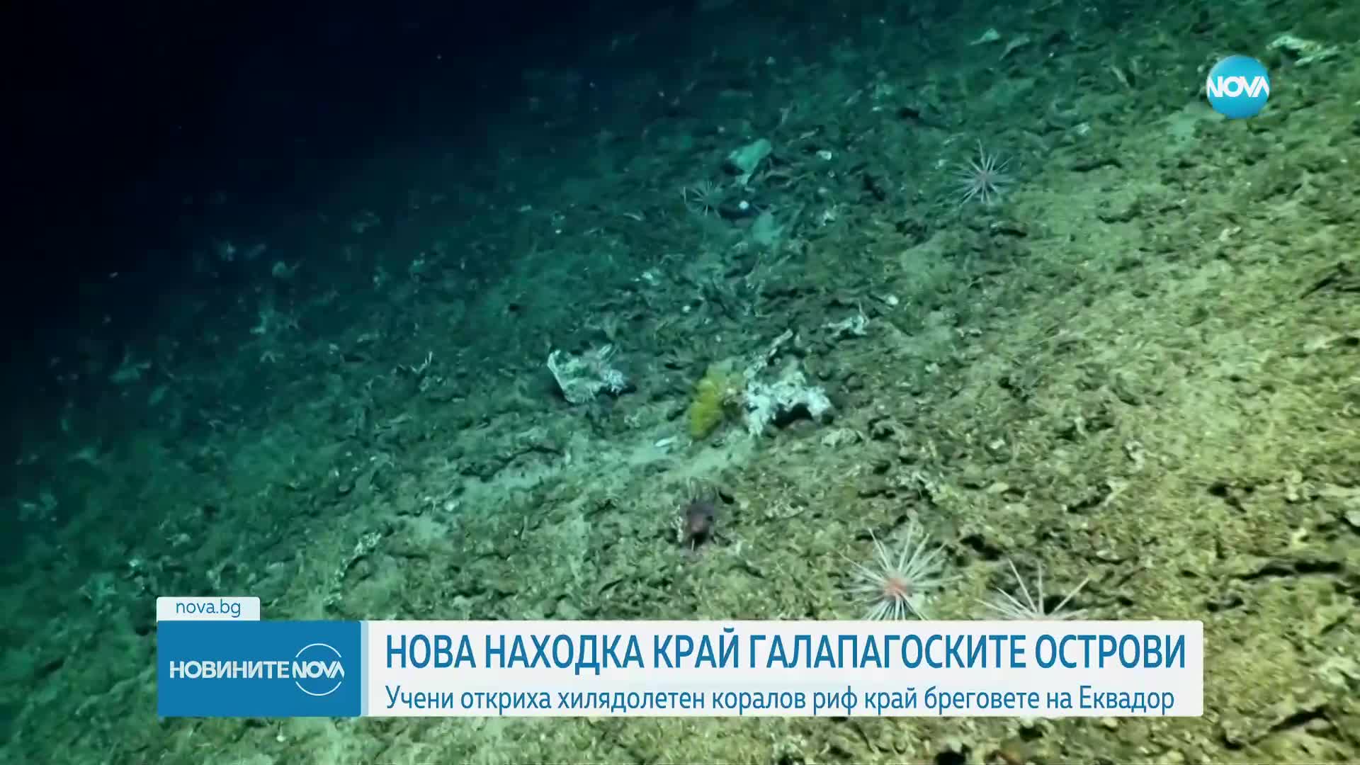 Откриха хилядолетен коралов риф край Галапагоските острови в Еквадор