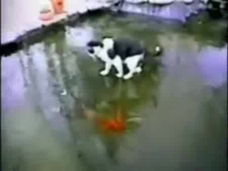 Котка Лови Риба Под Леда
