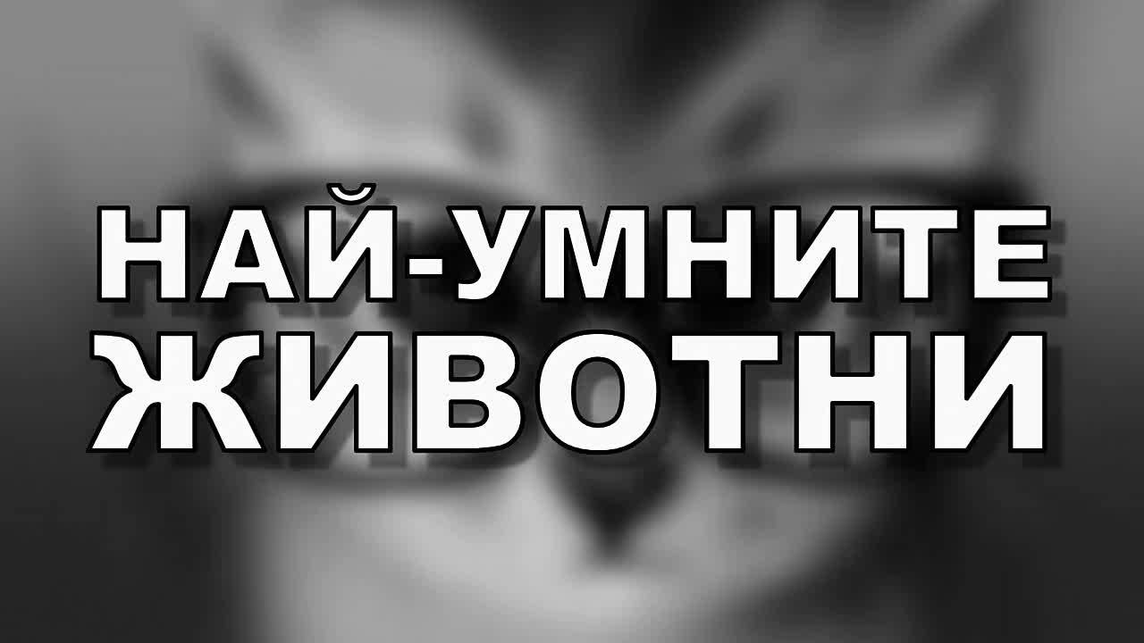 Най-умните животни