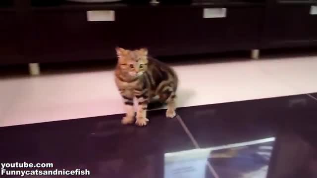 Сладко малко котенце танцува!