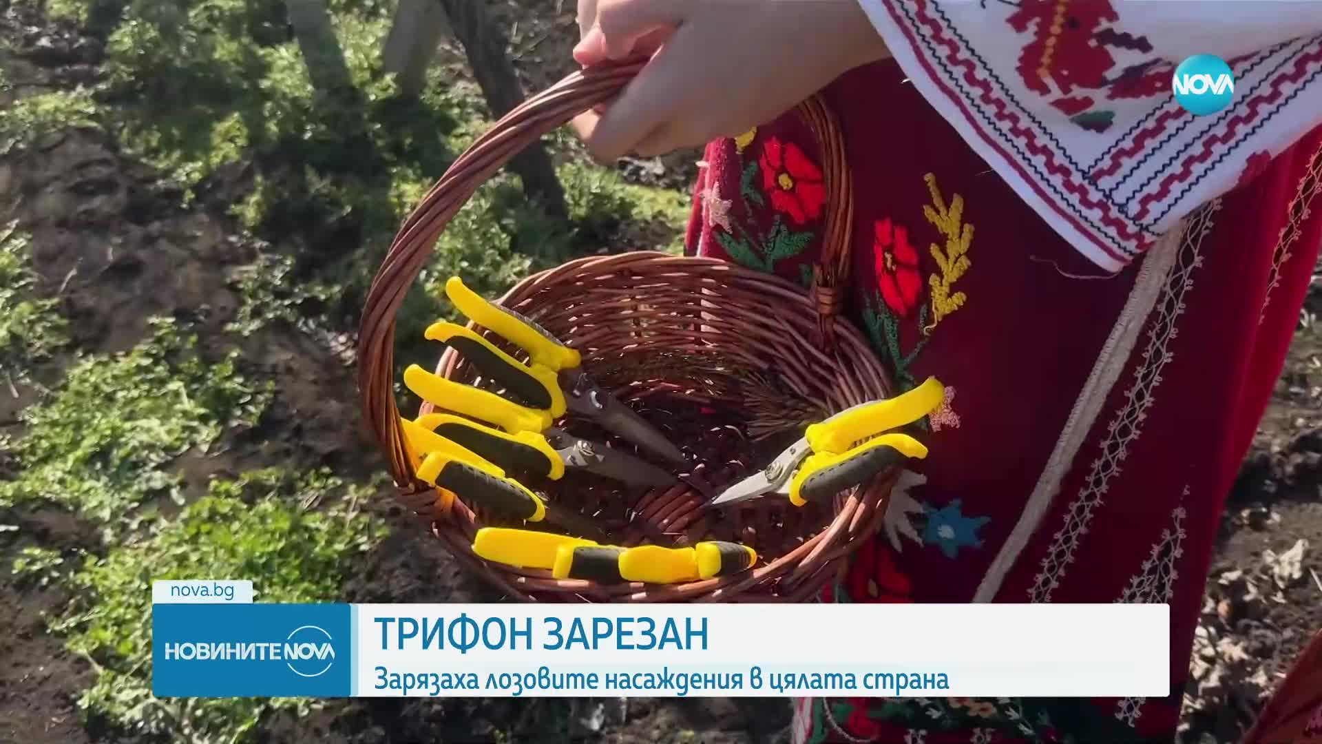Отбелязваме Трифон Зарезан