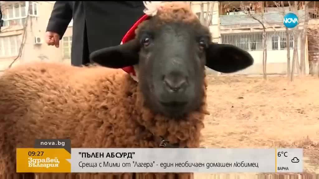 „ПЪЛЕН АБСУРД”: Среща с Мими от "Лагера" - един необичаен домашен любимец