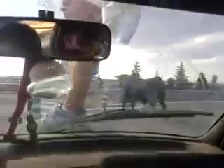 Бик напада коли на испанска магистрала