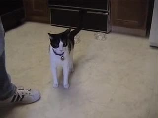 Котка полудява като и отнемат играчката!