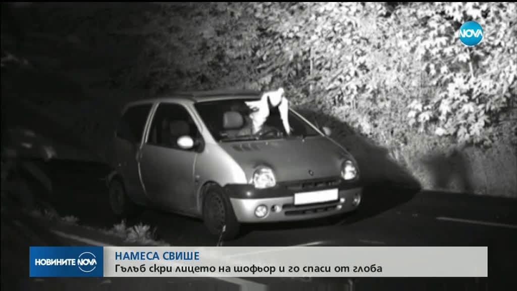 Гълъб спаси шофьор от глоба