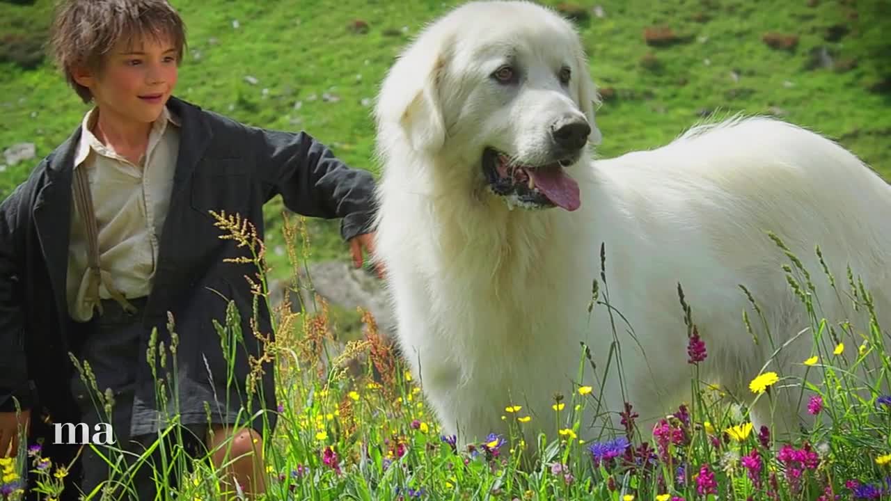 Скачать the handsome family Скачать the handsome family