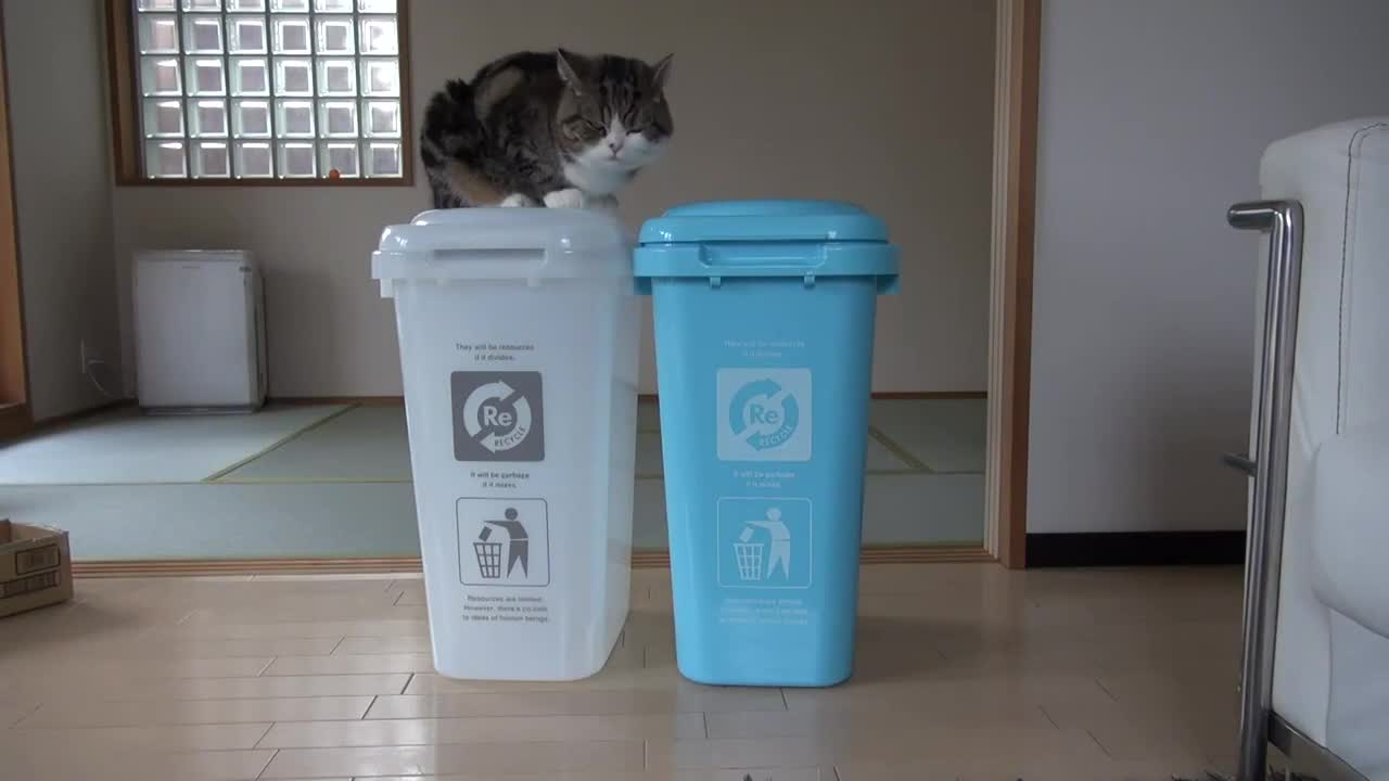 Котето Мару: " Къде ми е мартеницата, мен?" : D