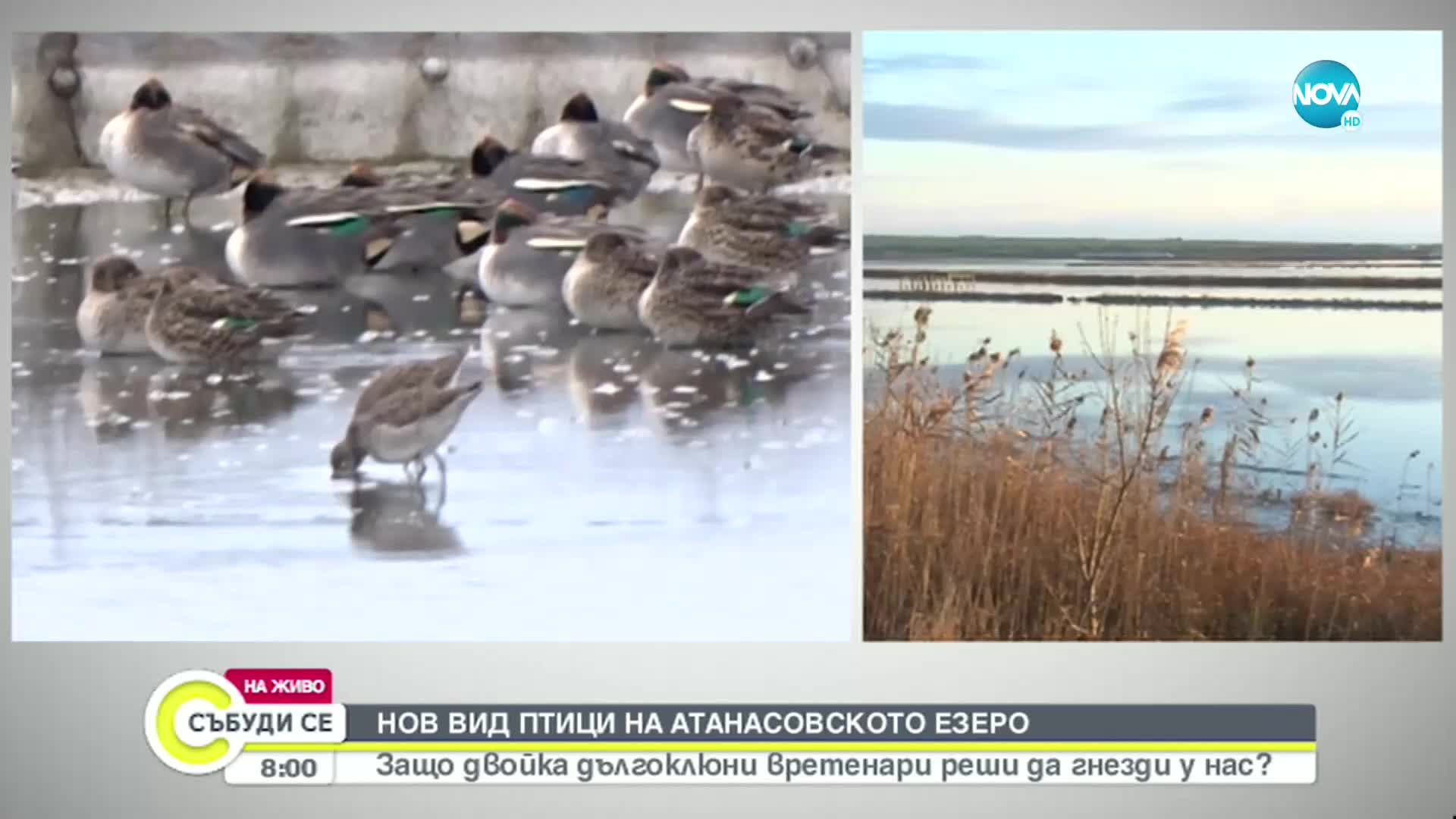 Защо двойка дългоклюни вретенари реши да гнезди у нас