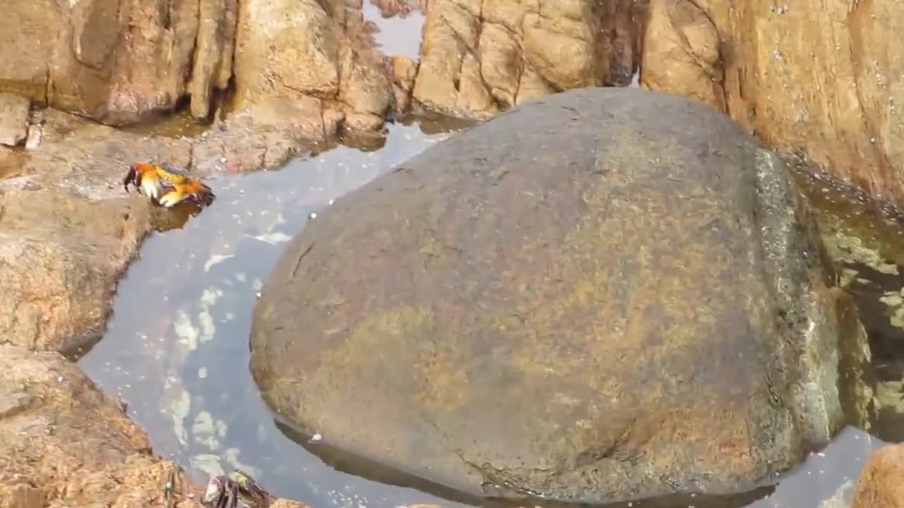 Октопод разказа играта на този рак за секунди! Вижте какво му се случи!