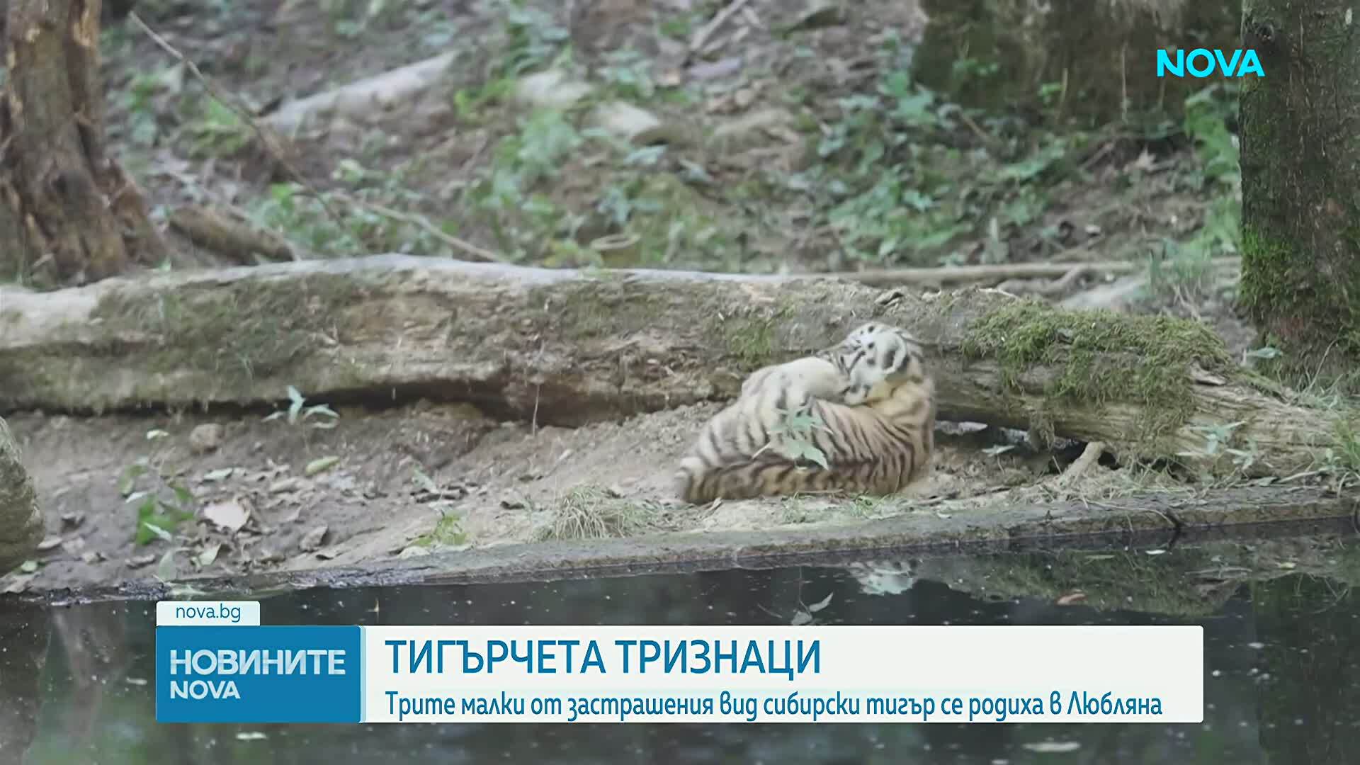 Тризнаци сибирски тигърчета с дебют в зоопарка в Любляна