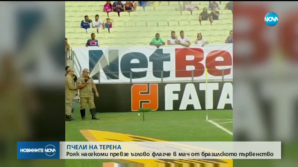 Пчели забавиха началото на футболен мач от бразилското първенство