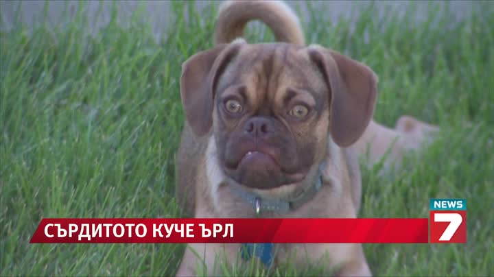 Сърдитото куче Ърл омагьоса Facebook