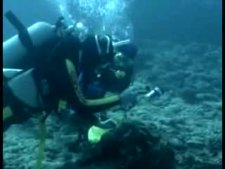 Находка от морски разновидности