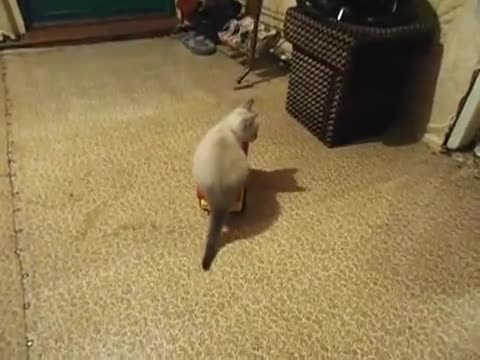 Коте кара камион ( смях )