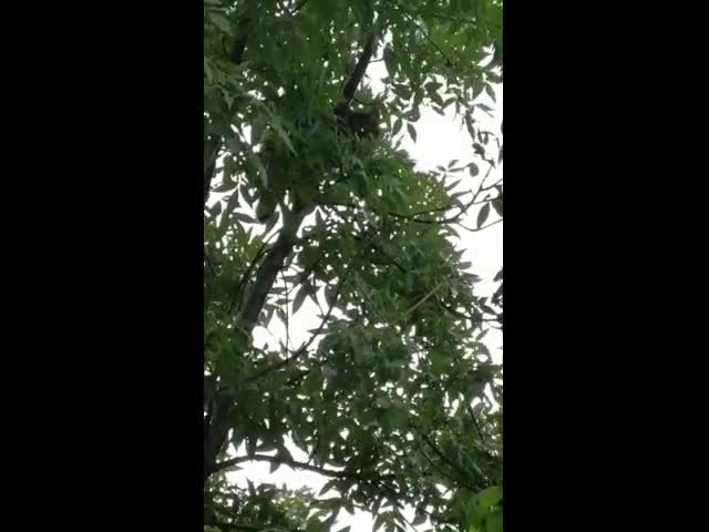 За котките и тел. 112