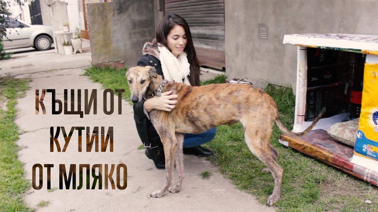 Къща от кутии от мляко: Дом за бездомните кучета
