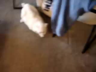 Бясна Котка Ръмжи Като Леопард 