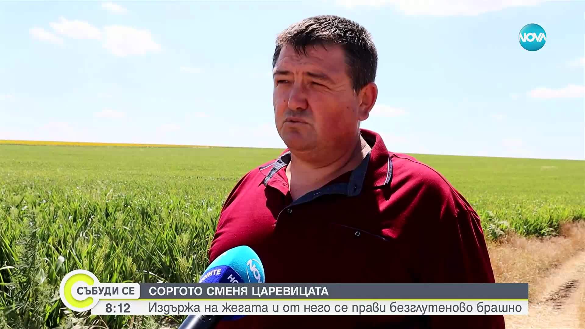 Каква култура е соргото и ще замени ли царевицата