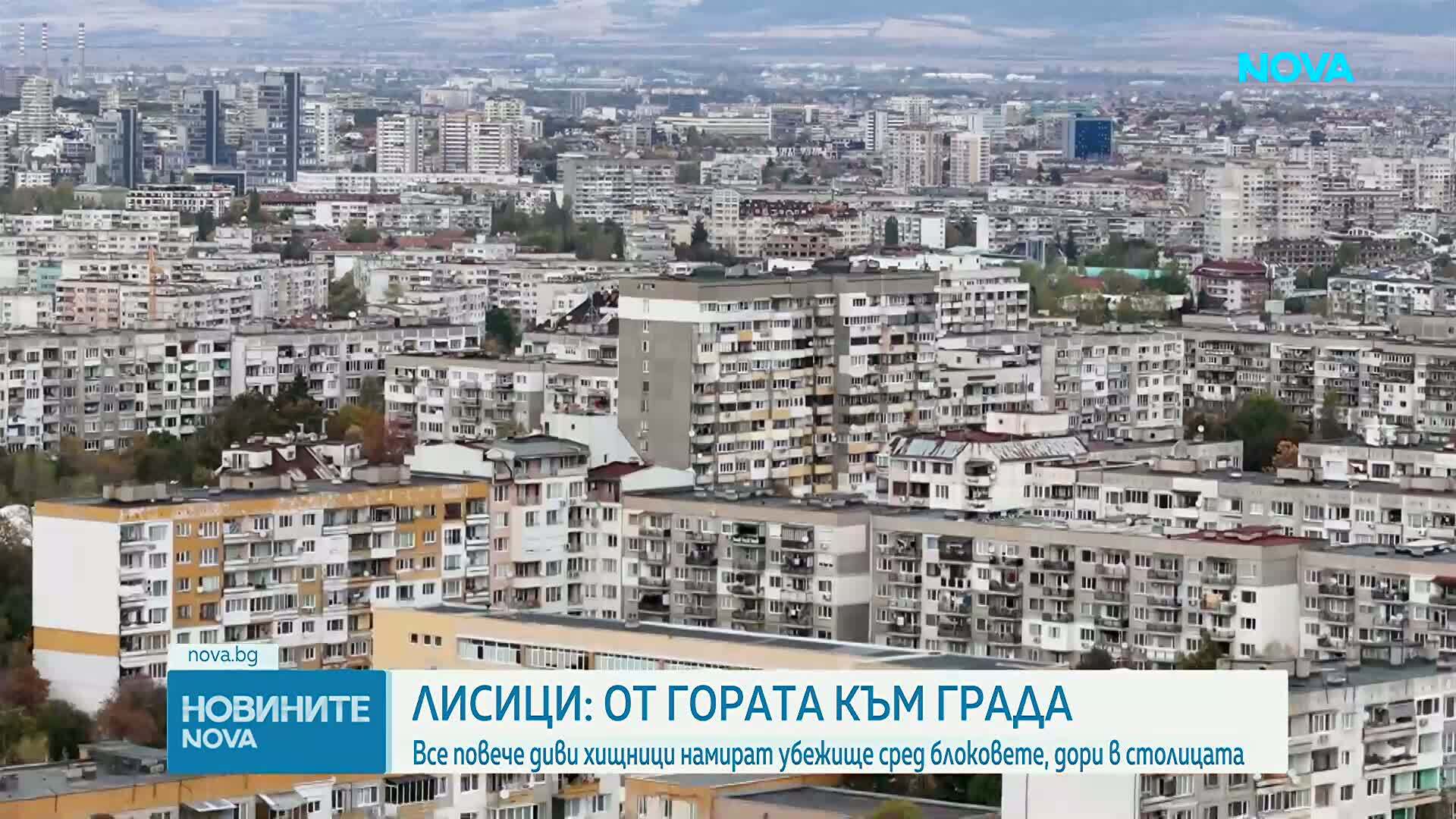 Лисиците стават все по-чести гости в софийски квартали