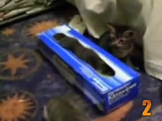 Топ 10 забавни котешки момента : D