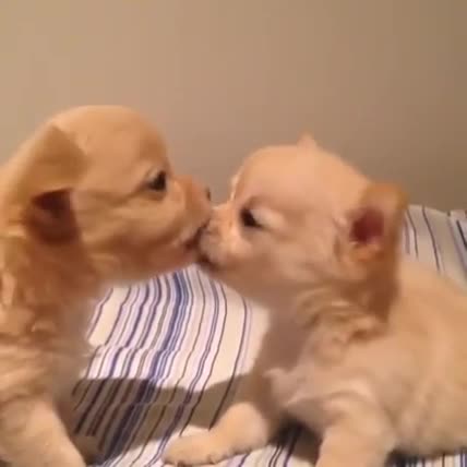 Кучета се целуват
