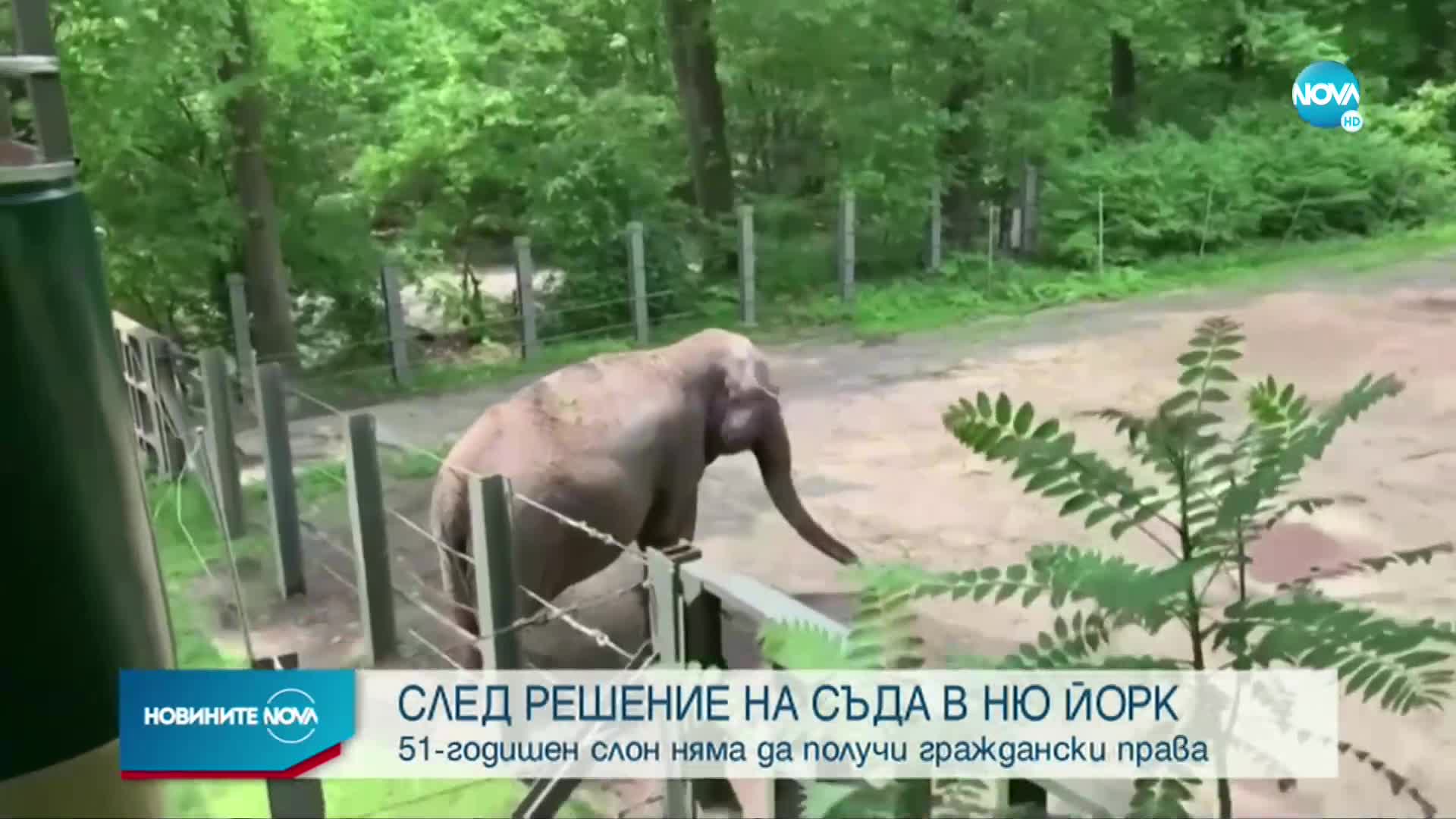 СЛЕД РЕШЕНИЕ НА СЪД: 51-годишен слон няма да получи граждански права