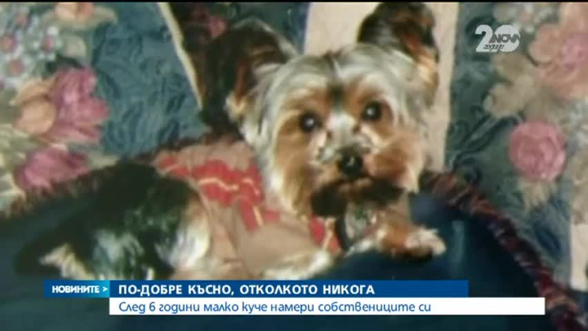 След 6 години малко куче намери стопаните си