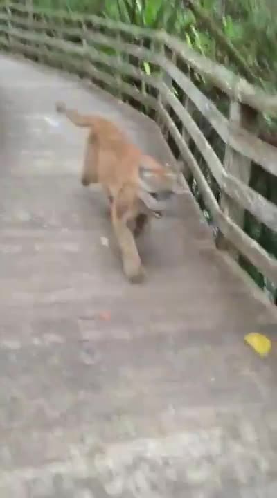 Жена имаше близка среща с пантера