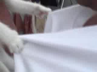 Сладко Коте