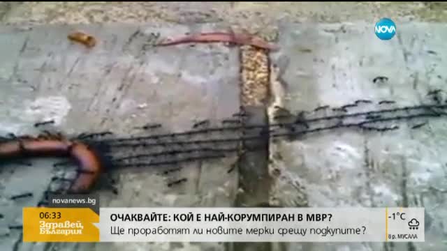 От Vbox7: Мравки показват, че съединението прави силата