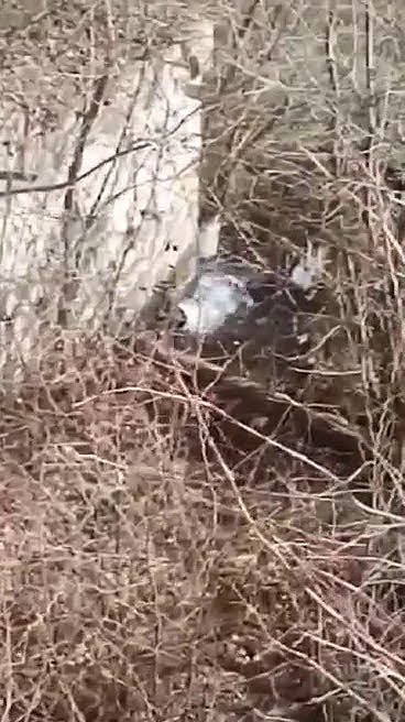 Пълно безумие