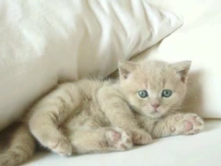 Няма Такова Сладко Пухкаво Котенце ;)