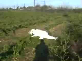 Remi Gaillard - The Rabbit !!!