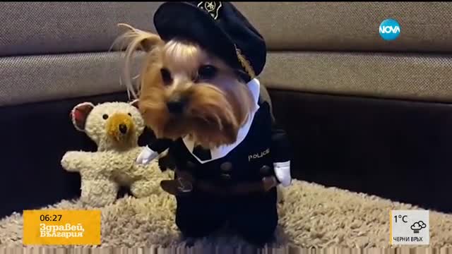 Кучета в смешни костюми