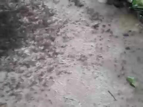 Стотици хиляди мравки образуват спирала 