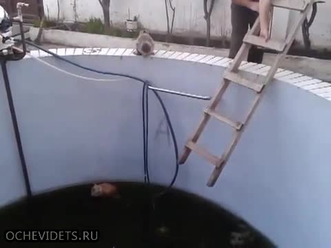 Котка сама се прецаква на ръба на басейн ,смях