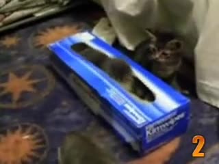 Топ 10 най-сладки и забавни котета!
