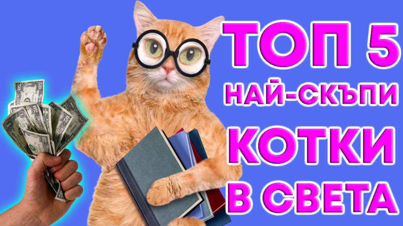 Топ 5 най-скъпи котки в света!