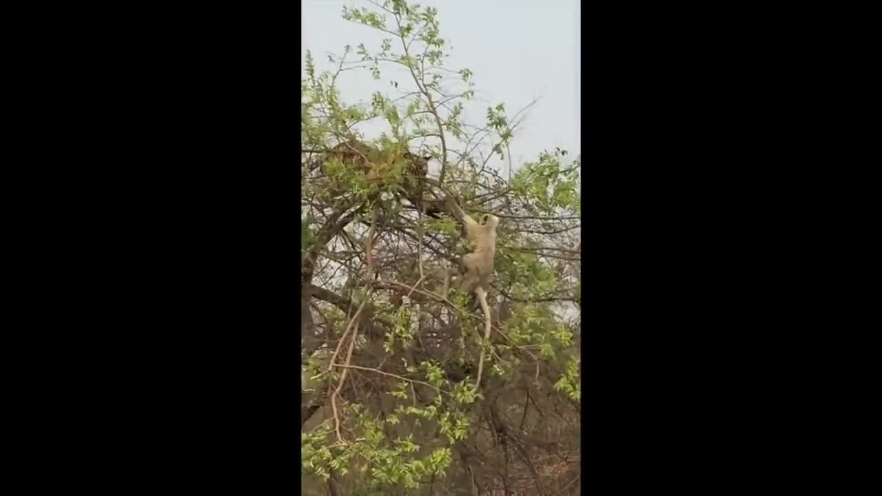 Маймуна изигра тигър на дърво!