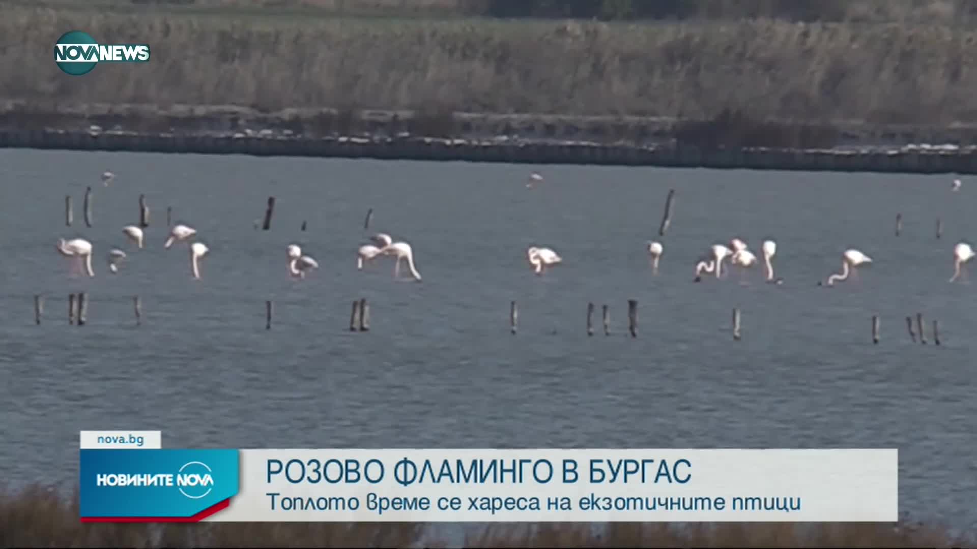 Розово фламинго трайно се засели по родното Черноморие