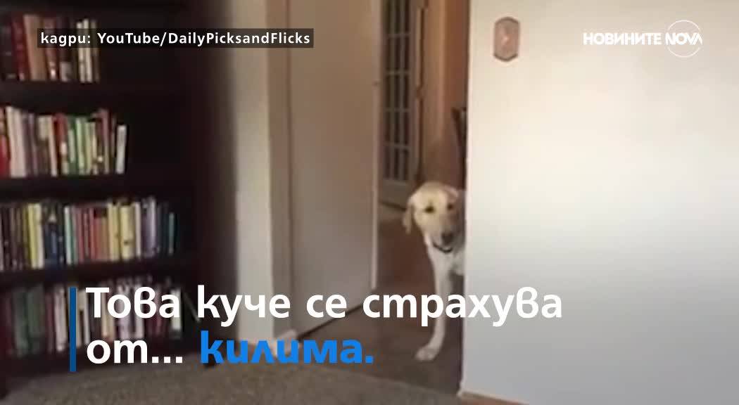 Куче изпитва ужас от килими