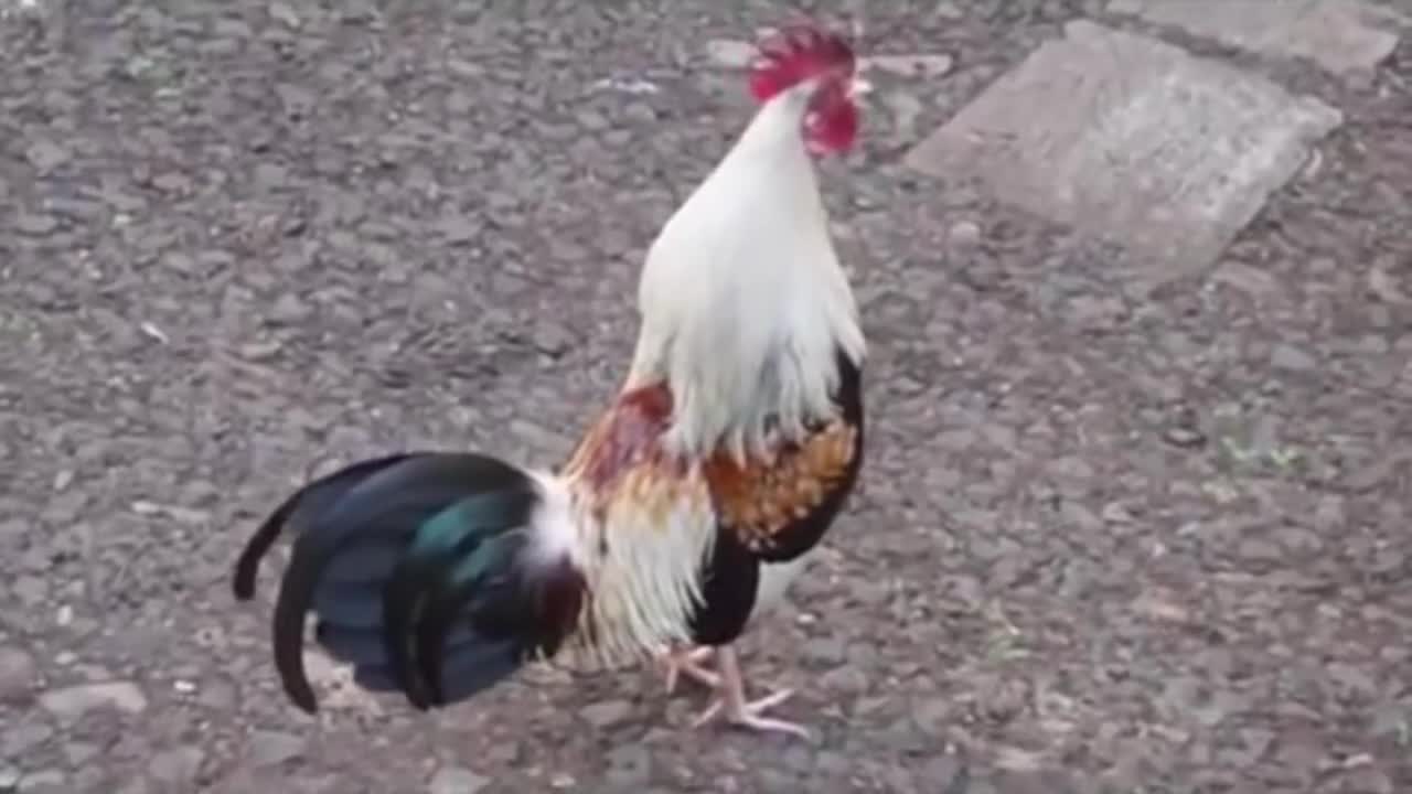 System Of A Down - Chop Suey Animal Cover