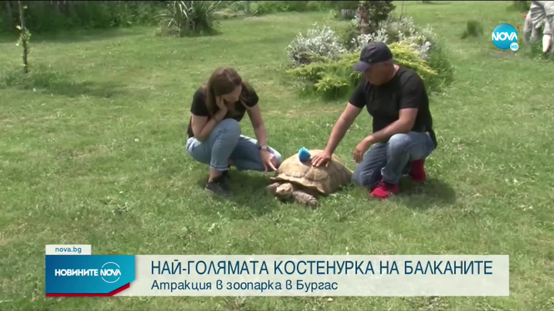 Гигантска костенурка ще обитава зоопарка в Бургас