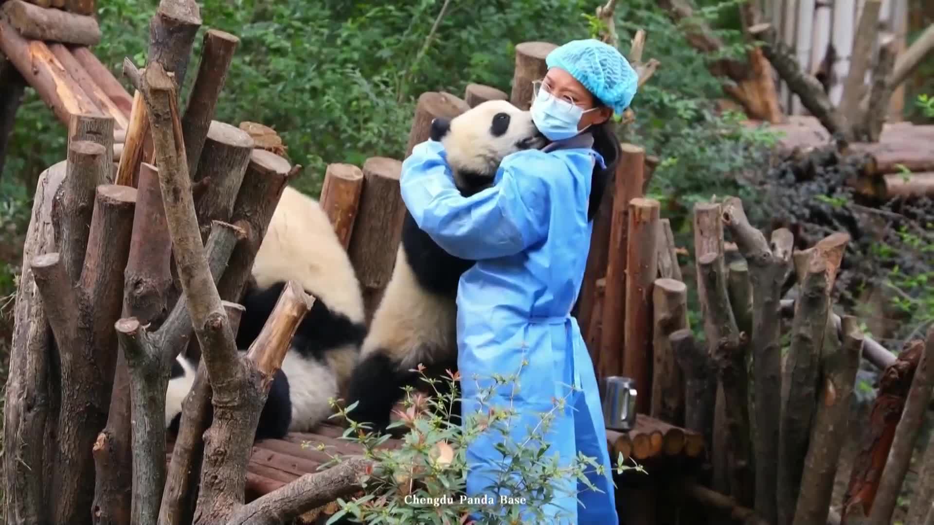 Прегръдки и целувки: Бебе панда показа нагледно какво е любов