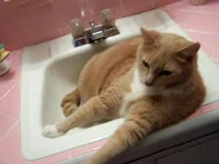Котка говори с мъж