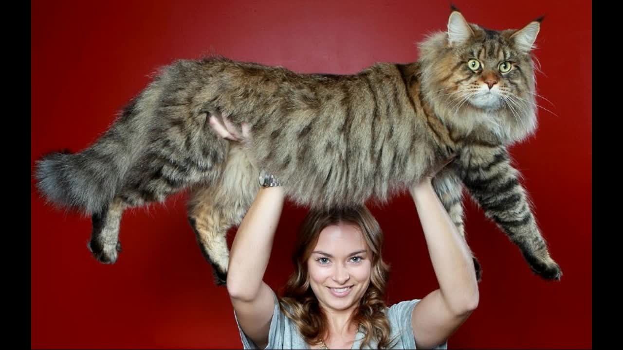 Hай-големите породи котки в света