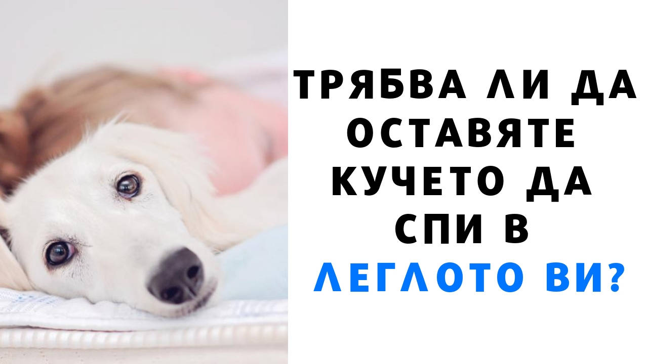 Трябва ли да оставяте кучето да спи в леглото ви
