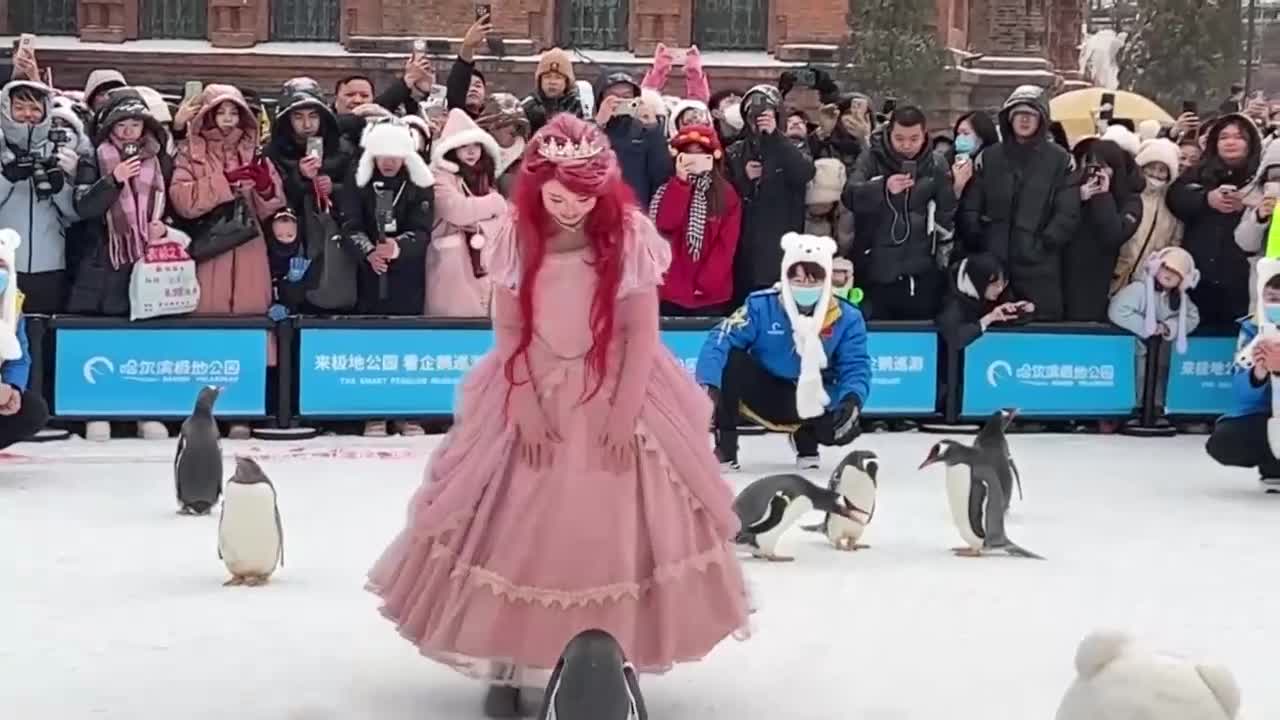 Парад на пингвини в Китай