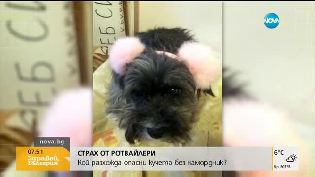 Ротвайлери разкъсаха малко кученце в центъра на София