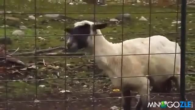 На това се казва ненормална овца - Смях